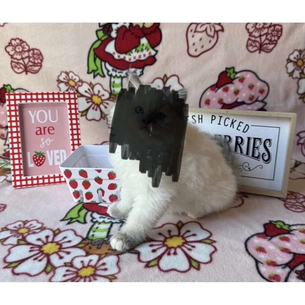 Strawberry Shortcake Blanket Photography Props For Pet Or Child‎ Photo Shoot